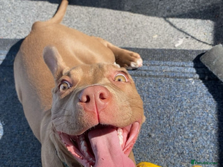 Mixed Breed dogs American put bull terrier / staffy mix - Advert 7