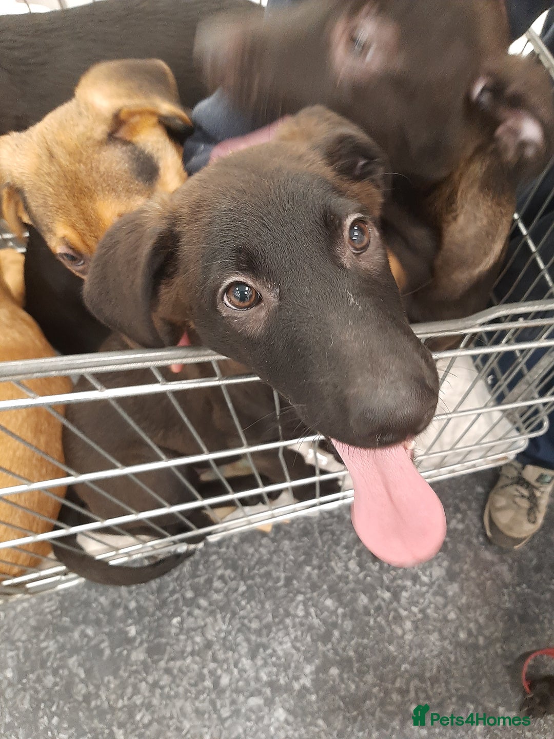 Mixed Breed dogs for sale: Gsd x Mali x Staffy - Advert 15