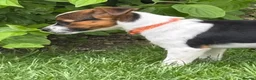Mixed Breed dogs for sale: Jack Russell  - Advert 3