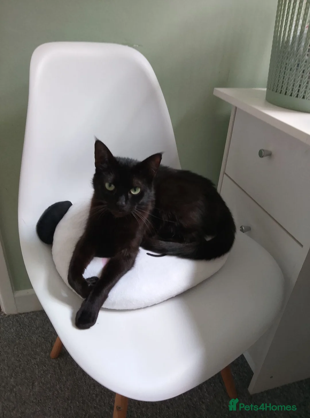 Mixed Breed cats for sale: This cat has a story, needs a loving family  - Advert 3