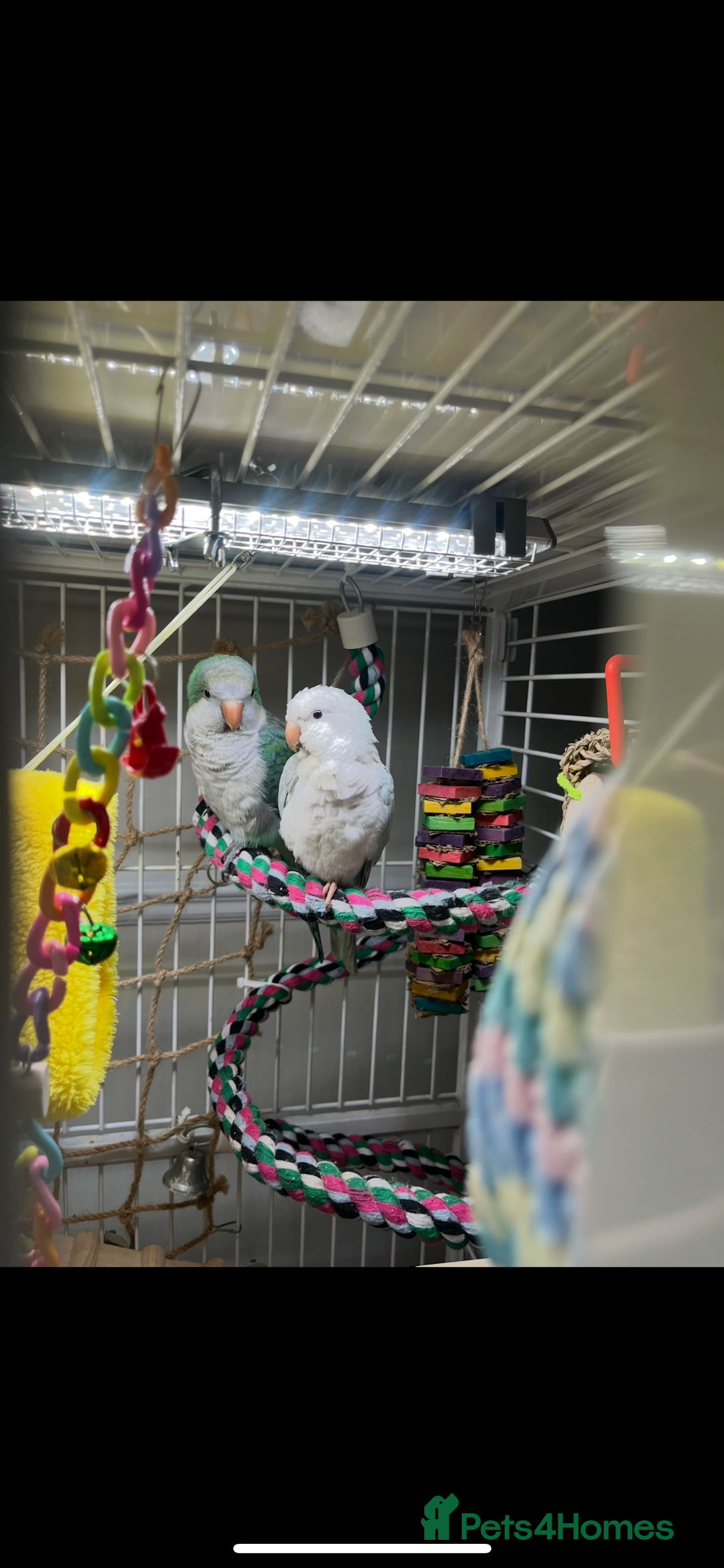 Parakeets birds for sale: Two Quaker parakeets+large cage  - Image 4