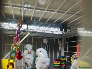 Parakeets birds Two Quaker parakeets+large cage - Advert 2