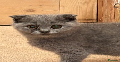Scottish Fold cats - Advert 15