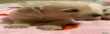 Golden Retriever Puppy 2