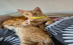 Mixed Breed cats for sale: Beautiful Kittens Savannah x Maine Coon Mix 🐾 - Image 1