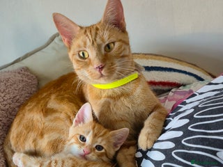 Mixed Breed cats for sale - Advert 1