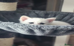 Turkish Angora cats for sale: Turkish angora cross Bengal  - Image 25
