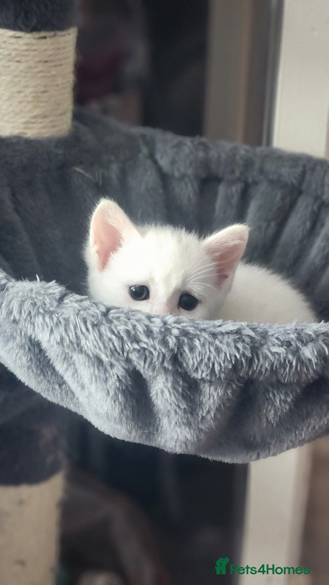 Turkish Angora cats for sale: Turkish angora cross Bengal  - Image 25
