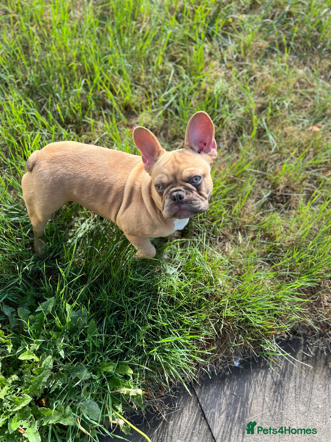 French Bulldog dogs for sale: Milo, Lovable boy Frenchie, amazing price 💫 - Image 4