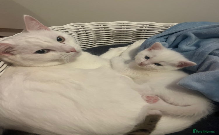 Mixed Breed cats - Advert 13