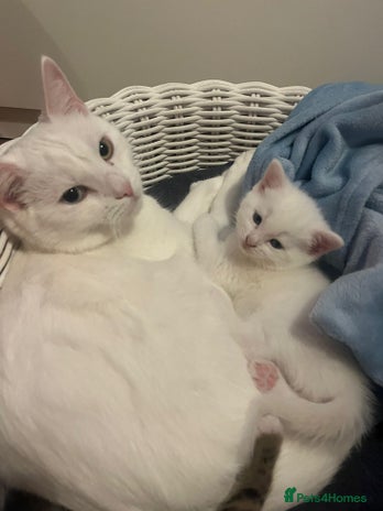 Mixed Breed cats - Advert 13
