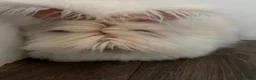 Angora rabbits for sale: Angora Rabbit to a good home - Advert 2