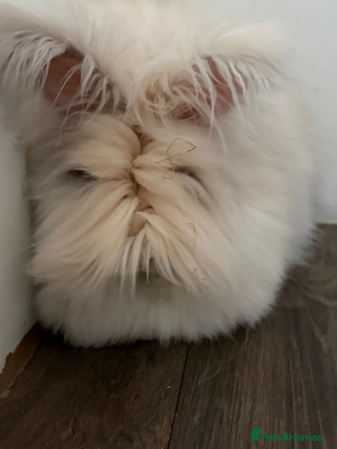 Angora rabbits for sale: Angora Rabbit to a good home - Advert 2