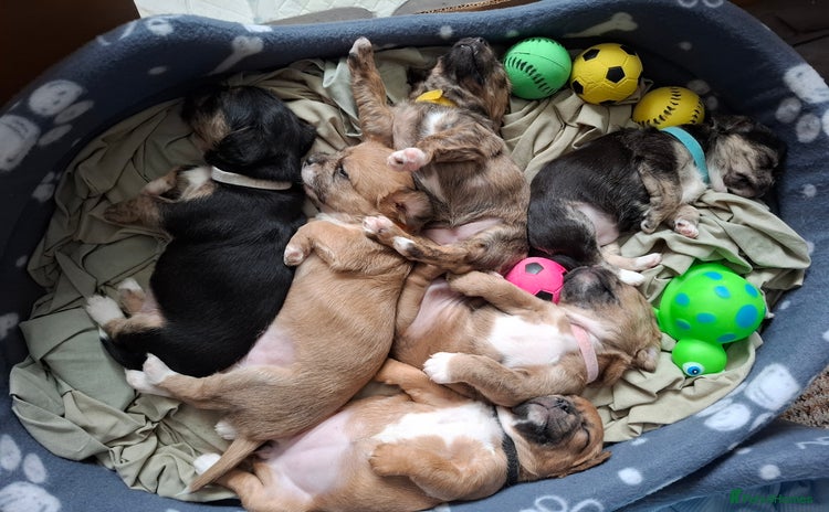 Mixed Breed dogs - Advert 12
