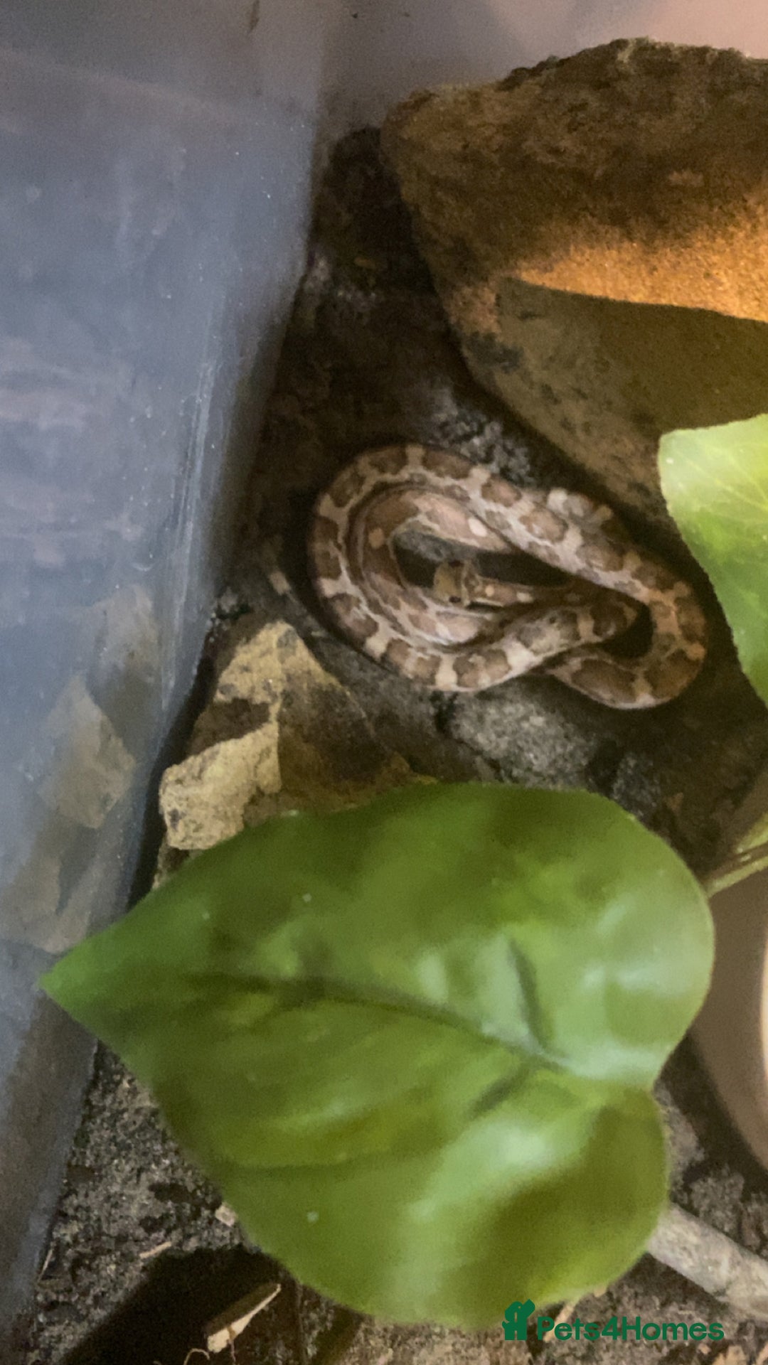 Snake reptiles for sale: 4 snakes need gone - Image 1