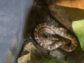 Snake reptiles - Advert 8
