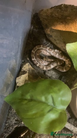 Snake reptiles - Advert 14