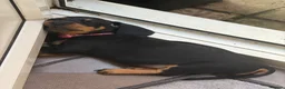 Dachshund dogs for sale: Dachshund puppies ready to go - Advert 3