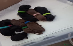 Cocker Spaniel dogs for sale: Cocker spaniel puppy's  - Image 7