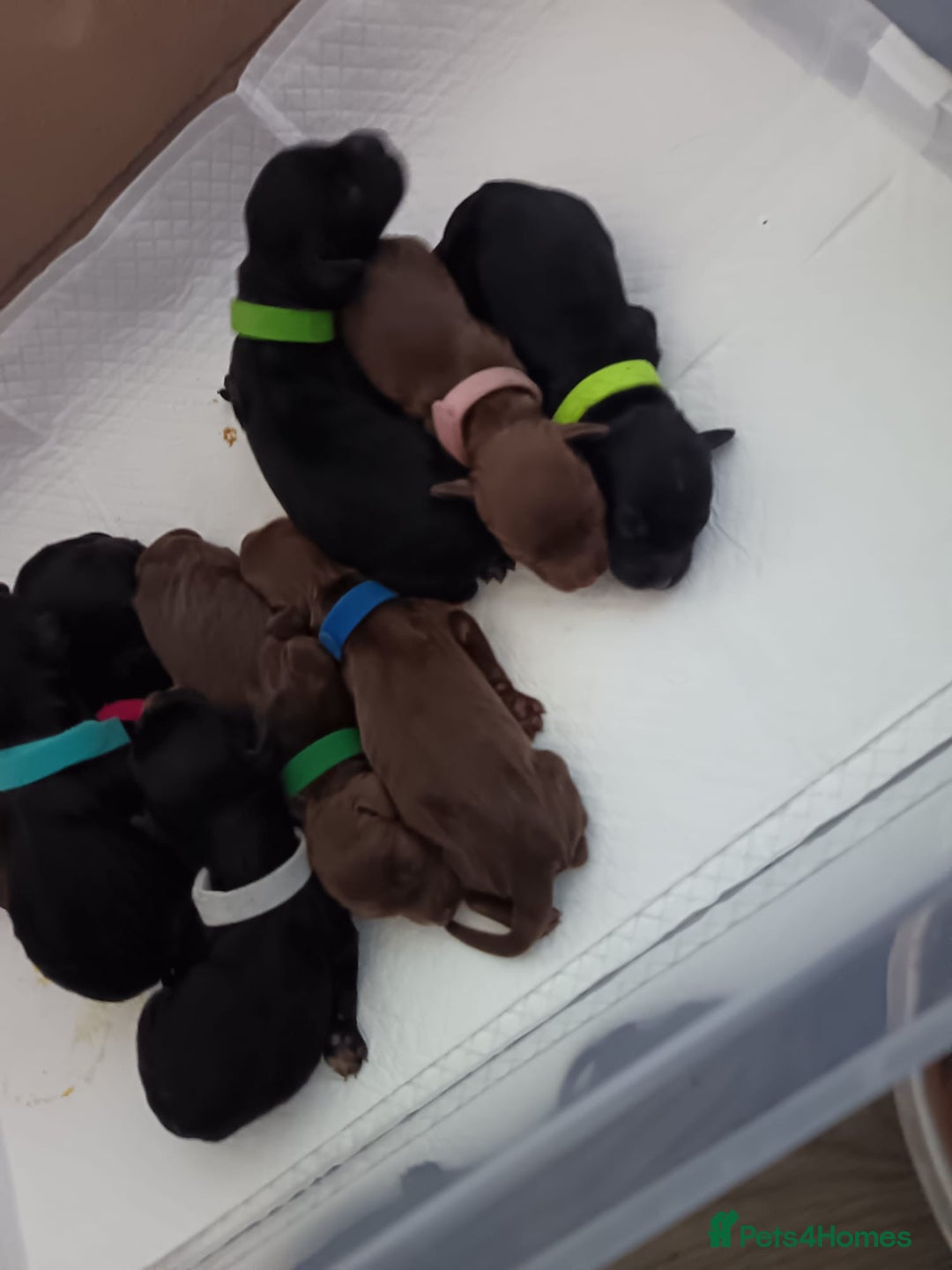 Cocker Spaniel dogs for sale: Cocker spaniel puppy's  - Image 7