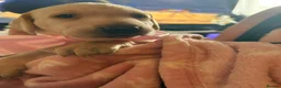 Labrador Retriever dogs for sale: Gorgeous Labrador puppies - Advert 5