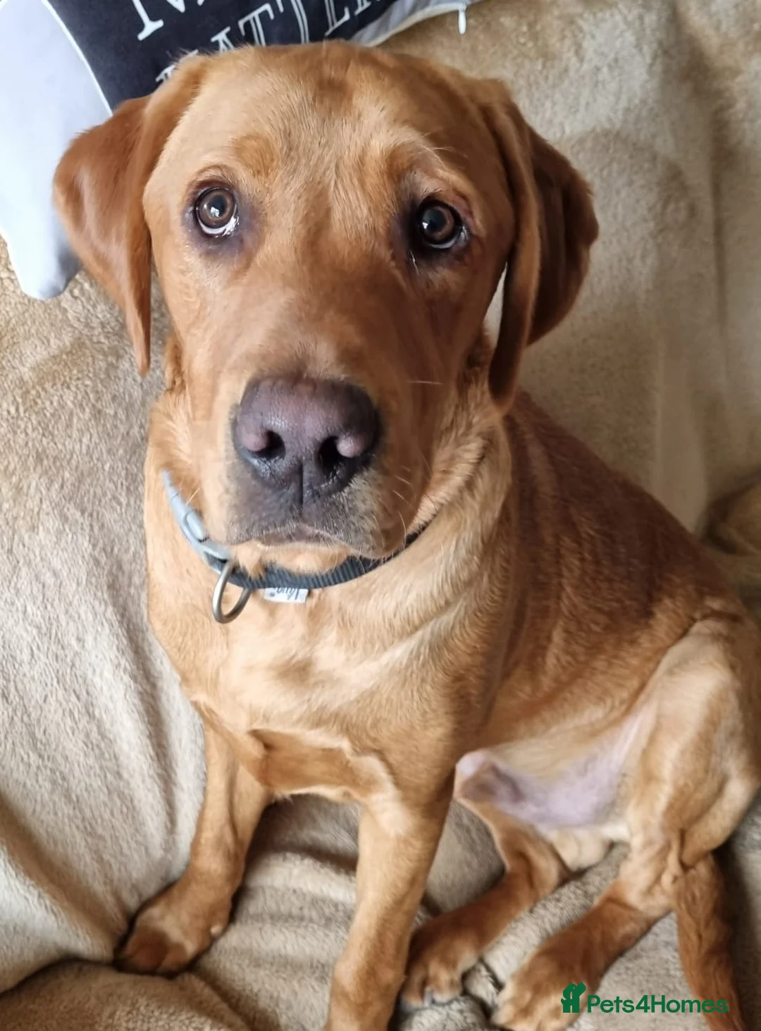 Labrador Retriever dogs for stud: FOR STUD - DAVE ❤️  in Mansfield - Advert 1