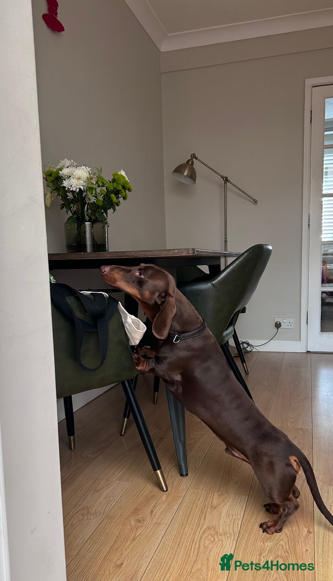 Dachshund dogs for stud: Proven KC chocolate&tan smooth haired dachshund - Advert 3