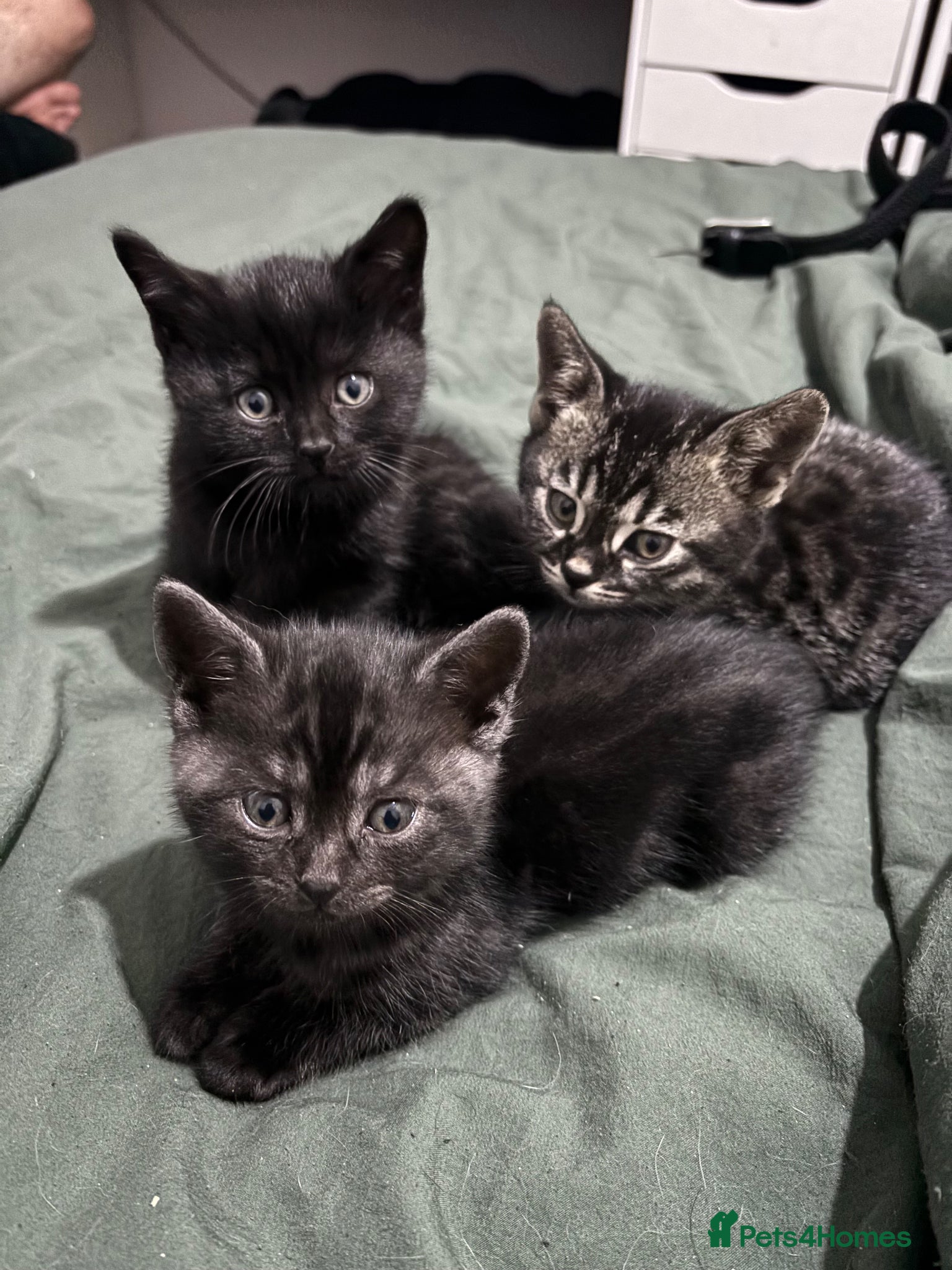 Mixed Breed cats Bengal cross British shorthair kittens for sale  - Advert 17