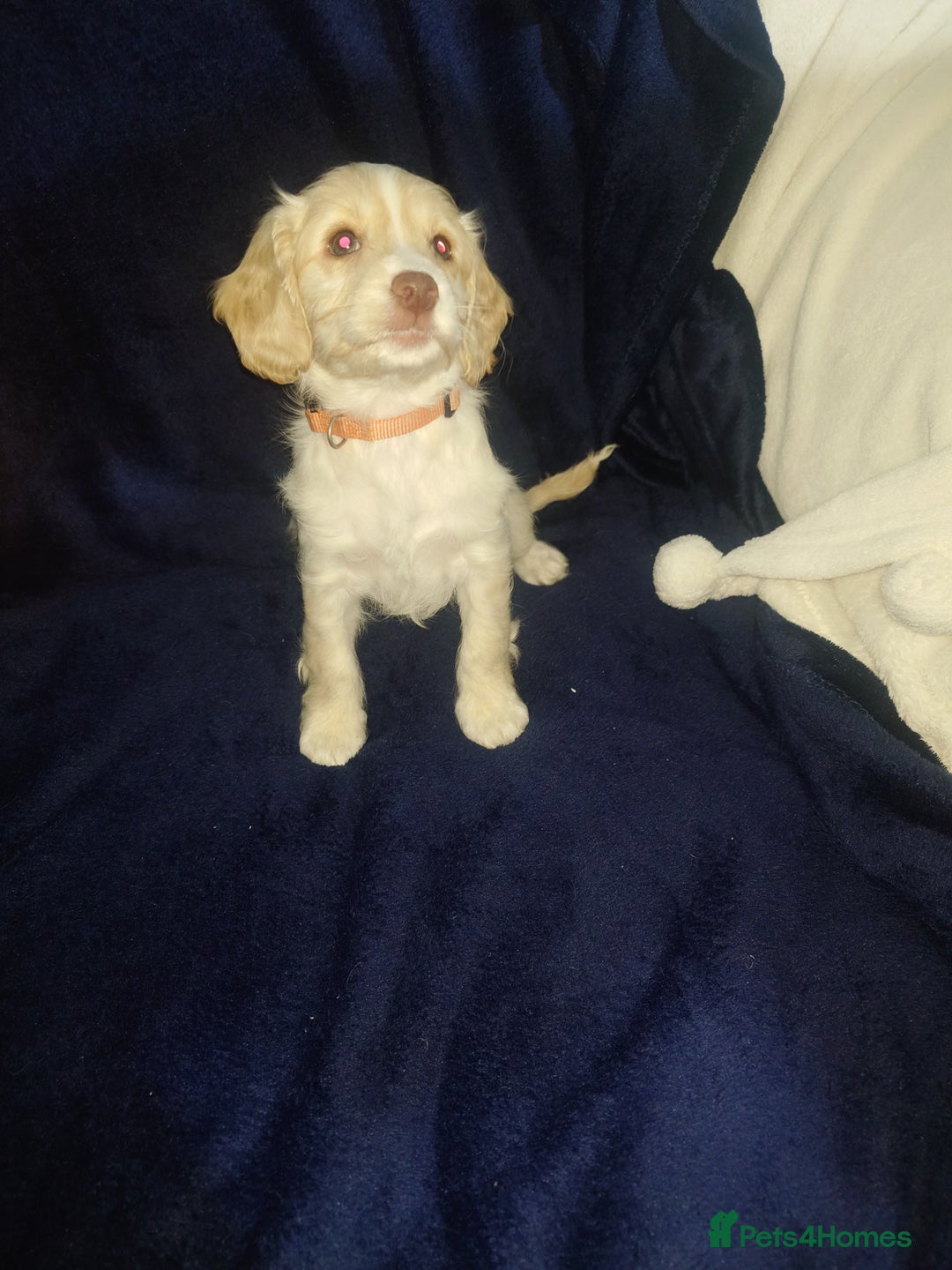 Cockapoo dogs for sale: Ready now stunning cockapoo girls - Advert 27