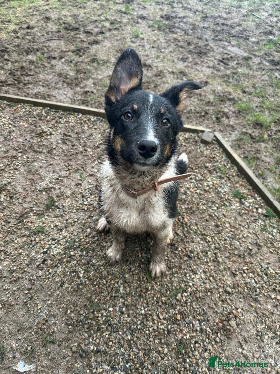 Border Collie dogs for sale: Tri colour border collie - Advert 4