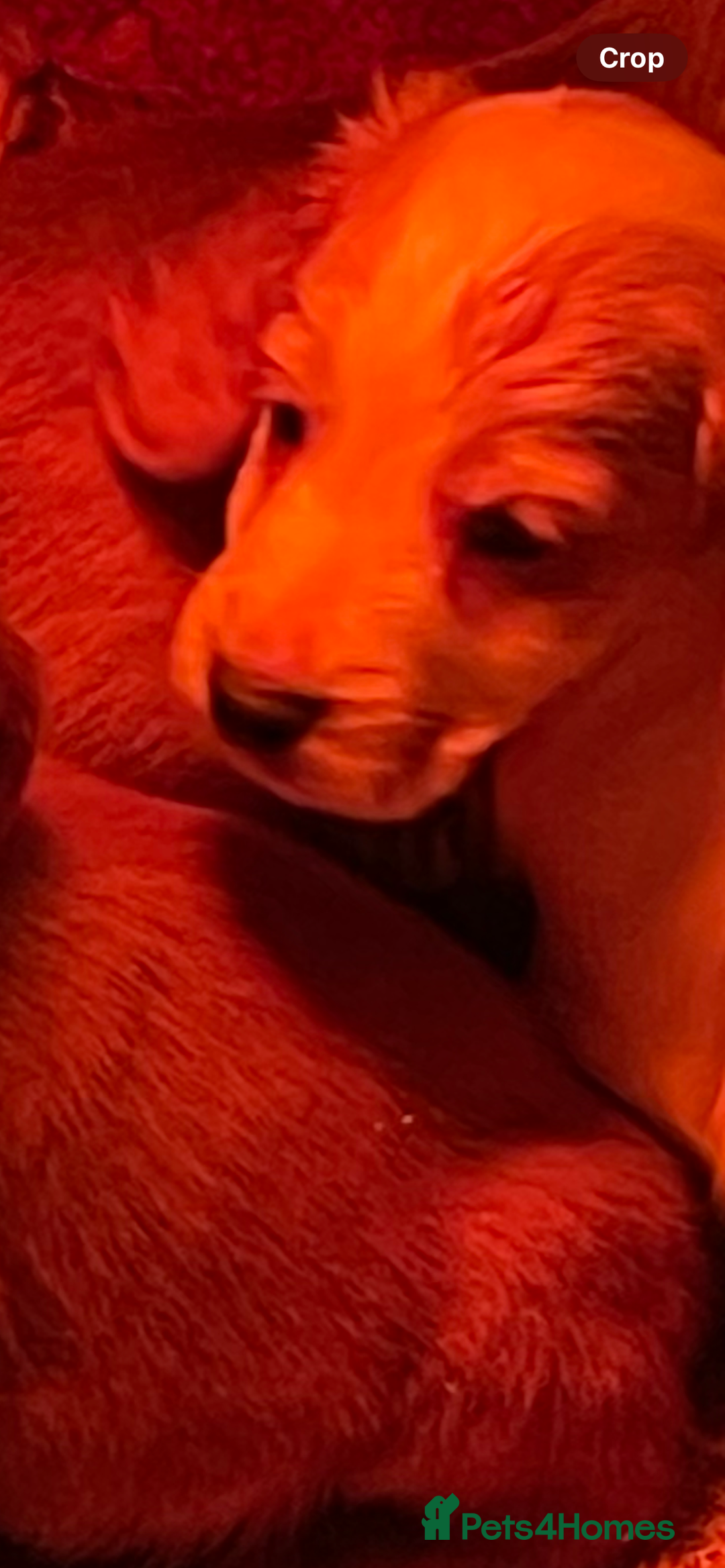 Cocker Spaniel dogs for sale: Cocker Spaniel Puppies - Advert 5