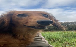 Miniature Dachshund dogs for sale: Miniature dachshund  - Image 1