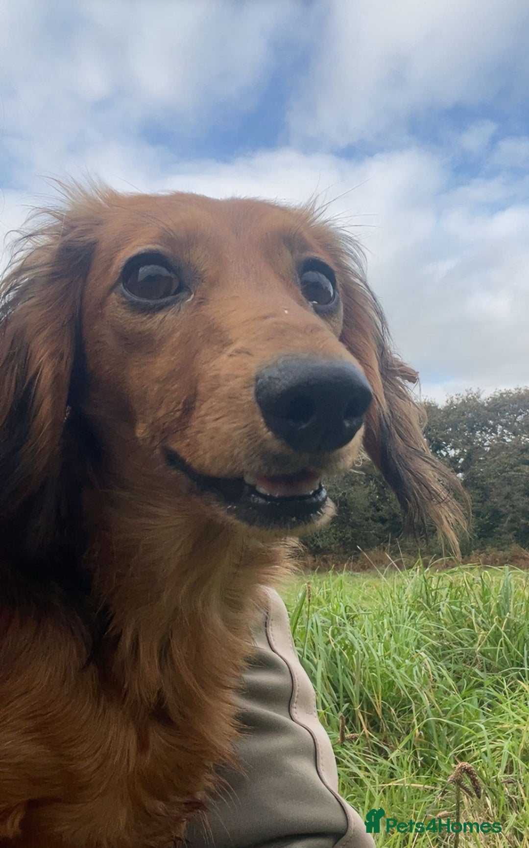 Miniature Dachshund dogs for sale: Miniature dachshund  - Image 1