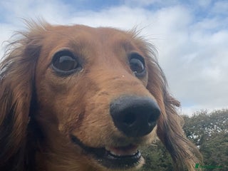 Miniature Dachshund dogs - Advert 9