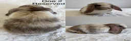 Mini Lop rabbits for sale: Purebred Harlequin Mini Lops - Advert 2