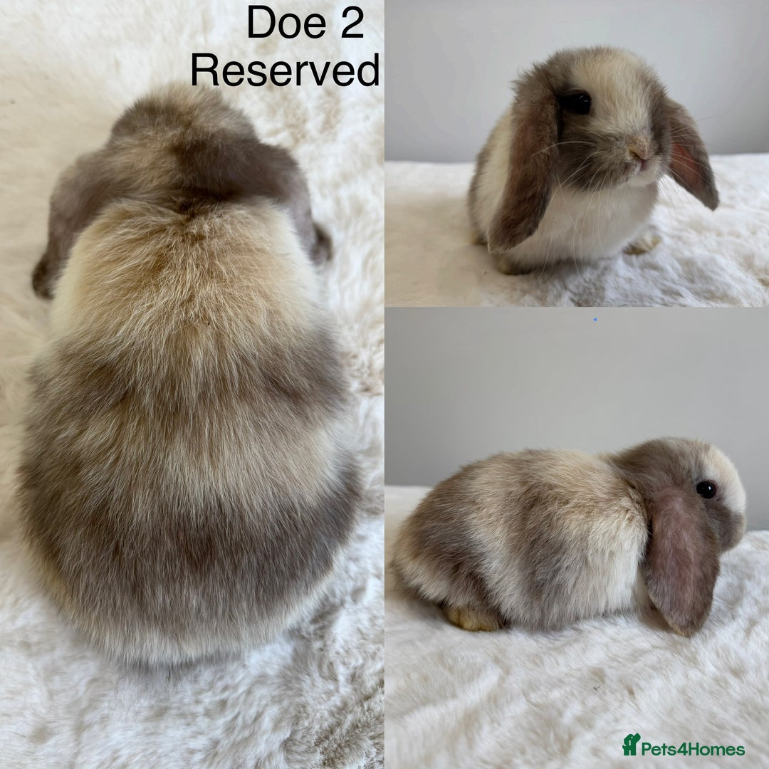 Mini Lop rabbits for sale: Purebred Harlequin Mini Lops - Advert 2