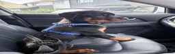 Rottweiler dogs for sale: Male Rottweiler READY TO GO  - Advert 10
