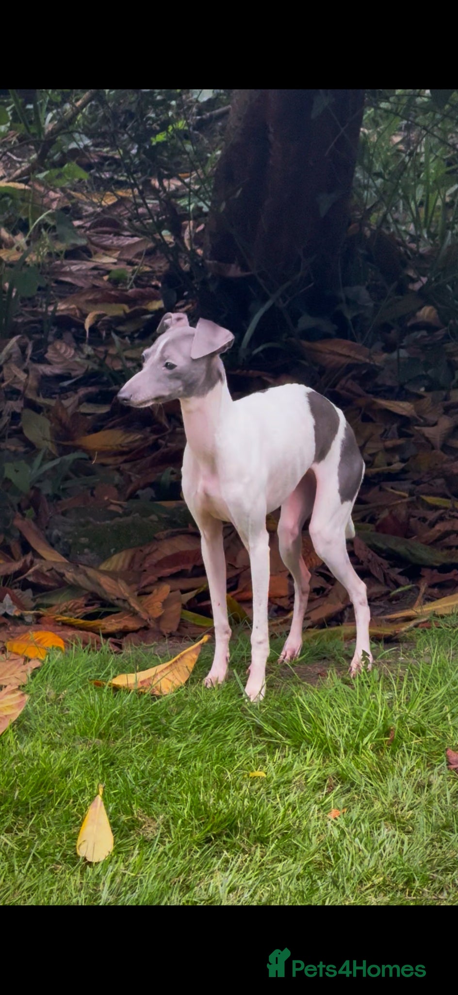 Italian Greyhound dogs Outstanding FEMALE LEFT REDUCED  - Advert 5