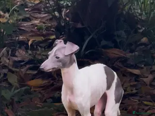 Italian Greyhound dogs Outstanding FEMALE LEFT REDUCED - Advert 5