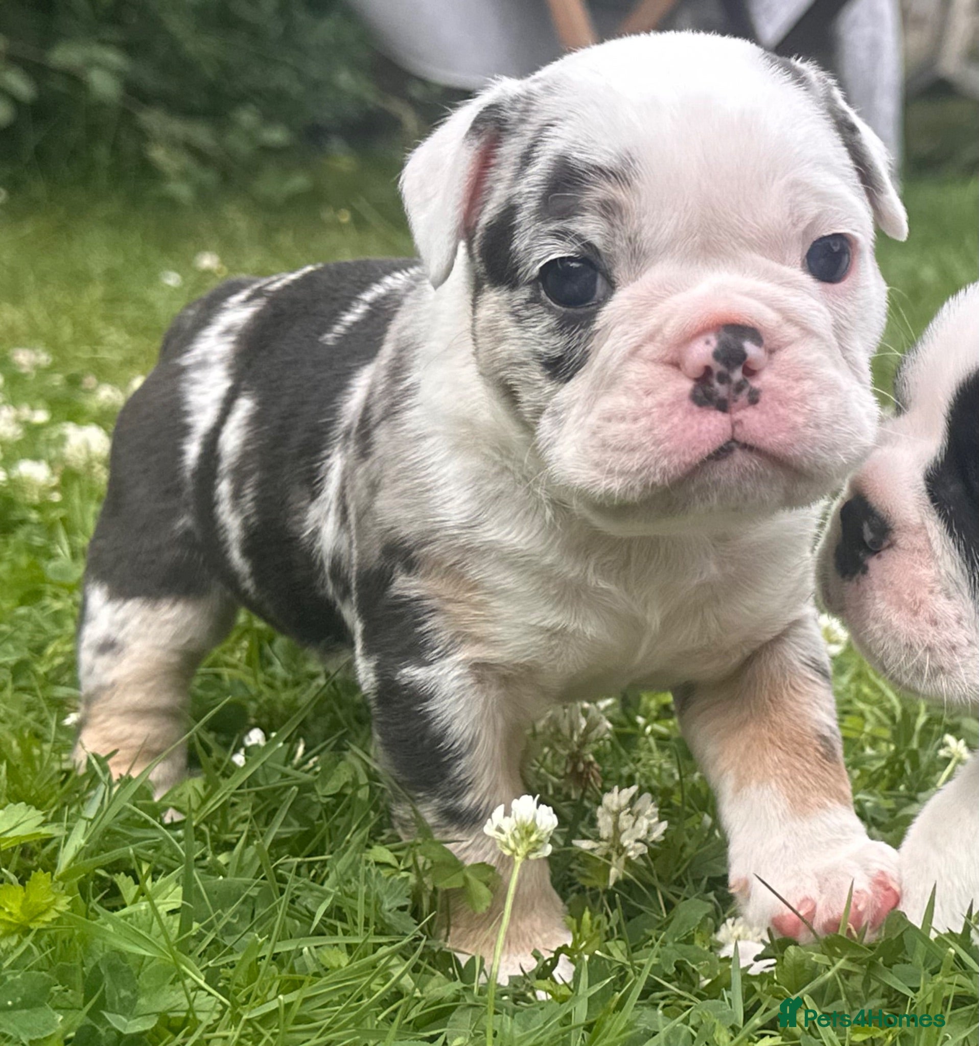 English Bulldog dogs 🐾 EXCEPTIONAL OLDE ENGLISH BULLDOG PUPPIES 🐾 - Advert 2