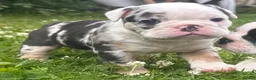 English Bulldog dogs for sale: HEALTH TESTED NEBBR REG OLDE ENGLISH BULLDOG PUPS - Advert 8