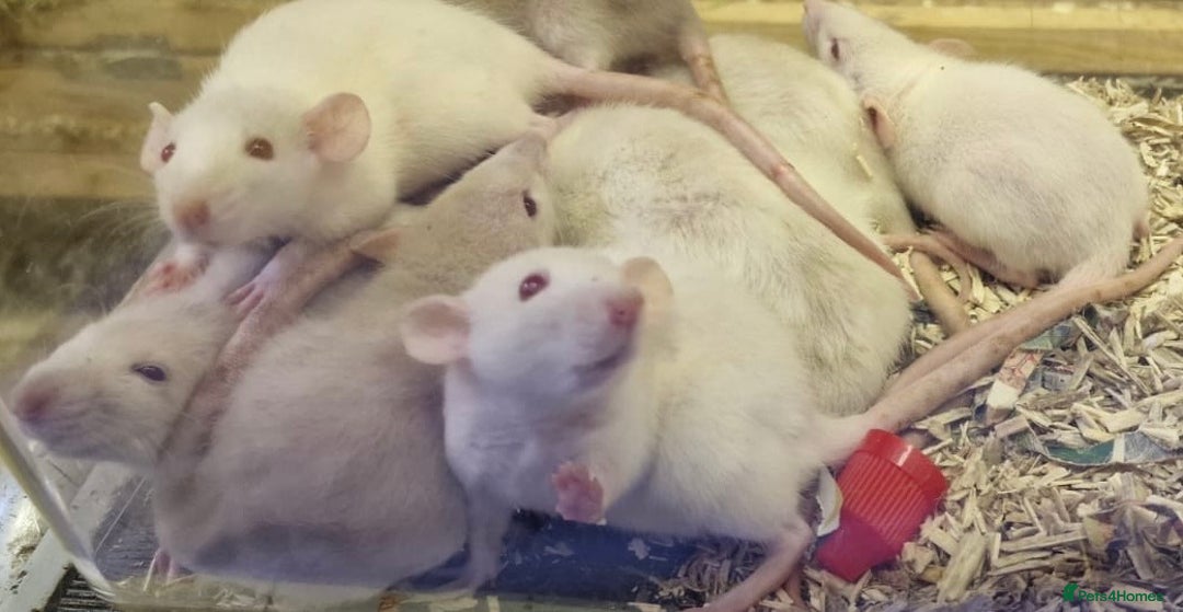 Rat rodents for sale: Very friendly baby rats, including dumbo Siamese  - Image 9