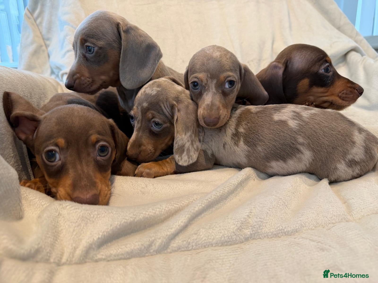 Miniature Dachshund dogs Kc miniature dachshund  - Advert 1