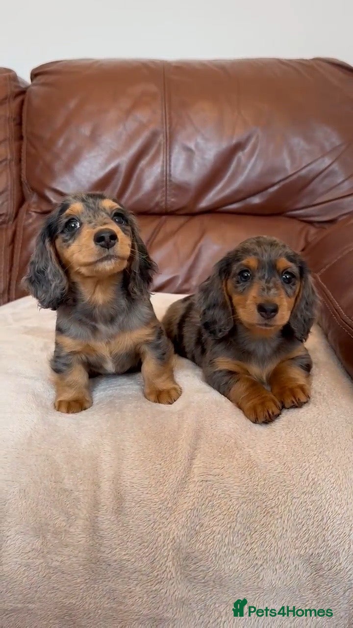 Miniature Dachshund dogs Ready now Miniature longhaired dachshunds  - Advert 11