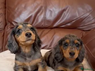 Miniature Dachshund dogs Ready now Miniature longhaired dachshunds - Advert 11