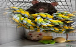 Rat rodents for sale: looking for forever home - Image 3