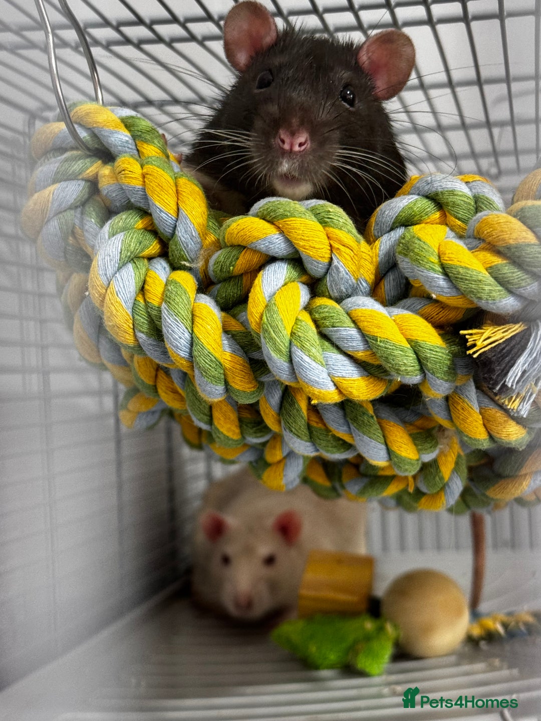 Rat rodents for sale: looking for forever home - Image 3