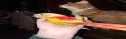 Conures birds for sale: Presumably male tame conure - Advert 1
