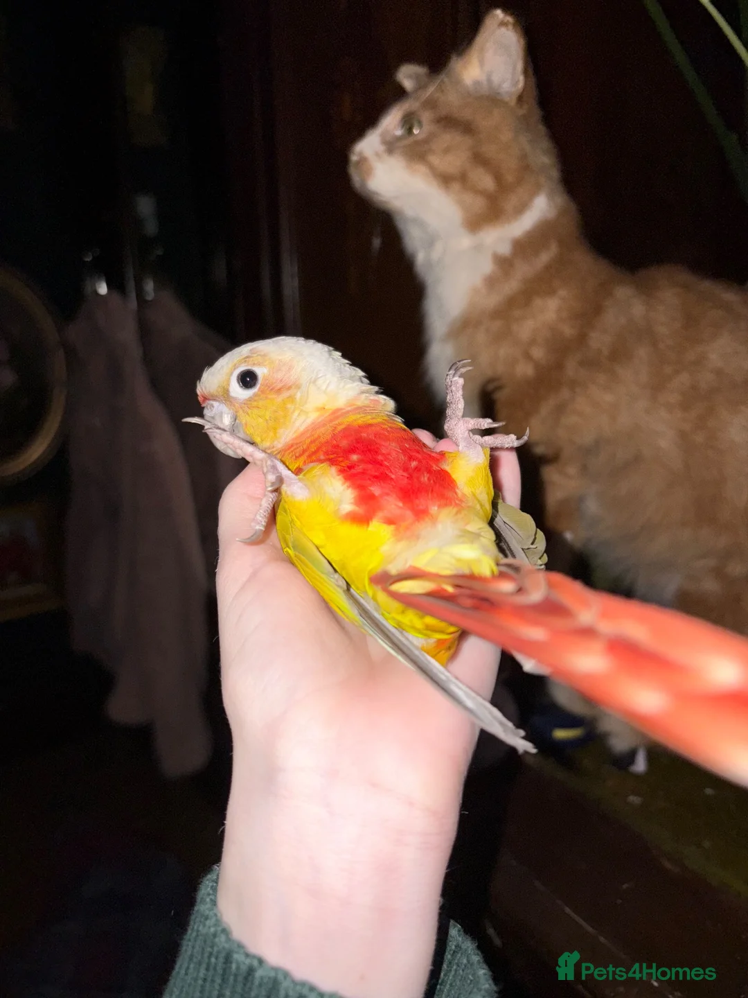 Conures birds for sale: Presumably male tame conure - Advert 1