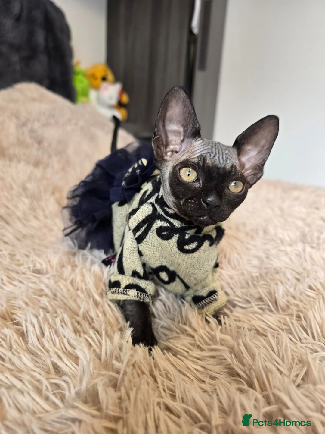 Sphynx cats for sale: Little princess  - Advert 2